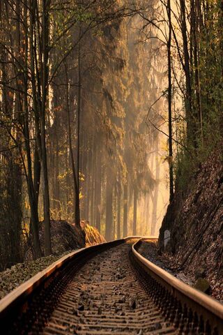 Forest Train Track