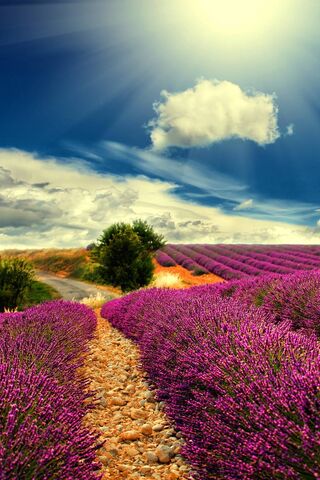 Lavender Dreams: A Path to Serenity 🌸✨