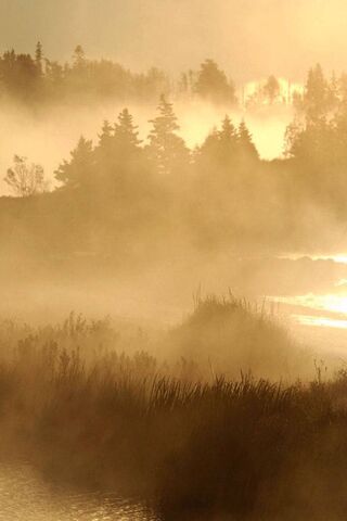 Mystical Mists: Nature's Enchantment 🌫️✨