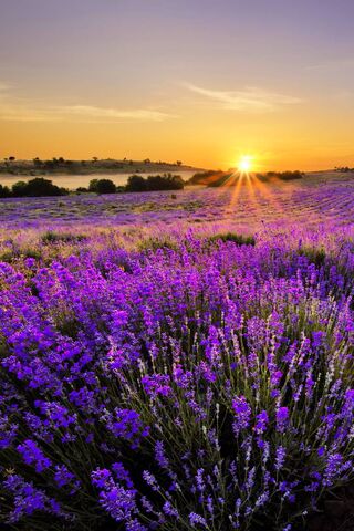 Lavender Dreams: A Sunrise in Provence 🌅💜