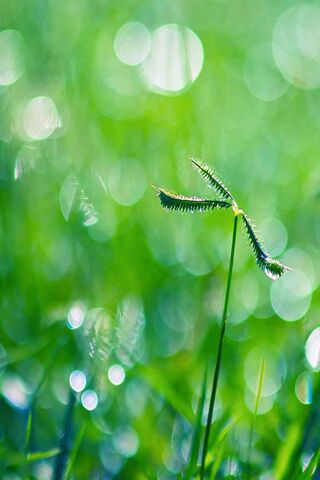 Dancing Dewdrops on Gre..