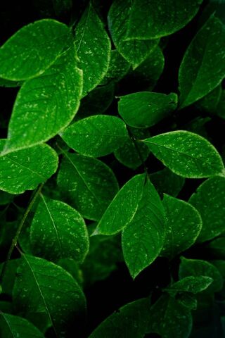 Leaves