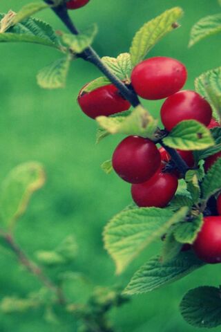 Cherry Bliss: Nature's ..