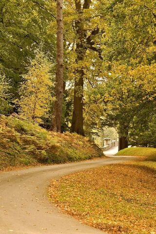 Autumn's Embrace: A Serene Pathway 🍂🌳