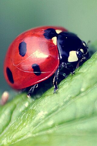 Nature's Little Guardian: The Ladybird