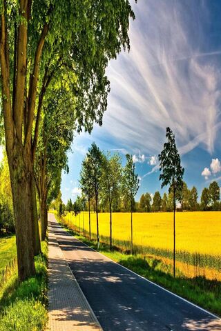 Golden Pathway: A Journey Through Sunny Road 🌞🌻