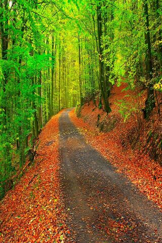 Autumn Path Wallpaper - Download to your mobile from PHONEKY