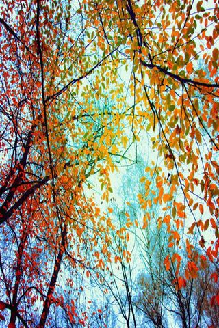 Whispers of Autumn 🍂✨