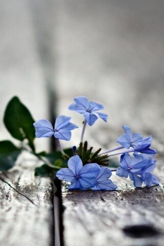 Blue Flower