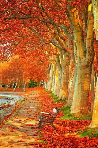 Autumn Scenery