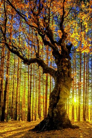 Golden Glow of Sunshine Forest 🌞🌳