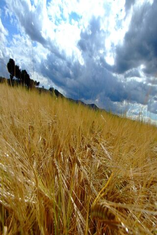 Golden Fields of Sommer 🌾☀️