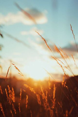 Golden Glow of Dawn 🌅