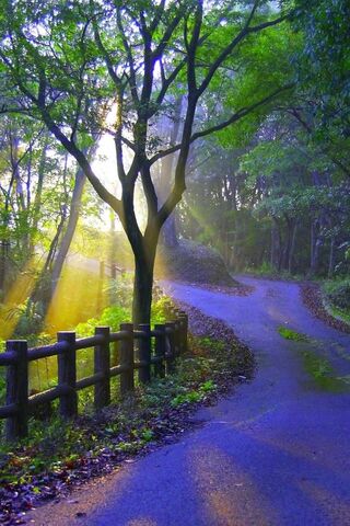 Serenity on the Country Road 🌳✨