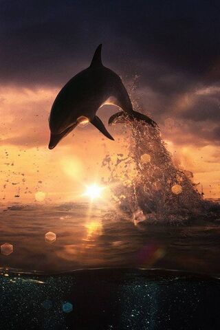 Dolphin