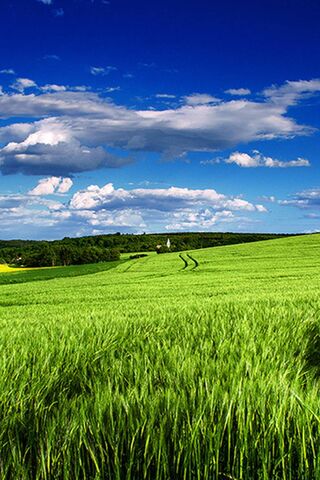 Endless Green: A Field of Dreams 🌾☁️