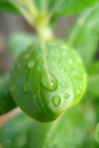 Leaf Hd