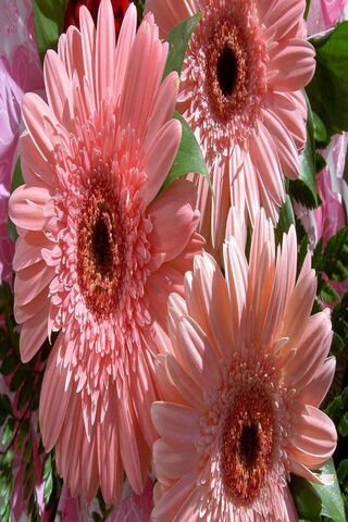 Blushing Beauty: The Gerbera Pink Delight 🌸