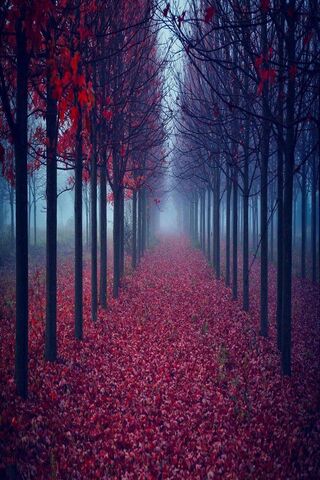 Crimson Pathway: A Journey Through Autumn's Embrace 🍂✨