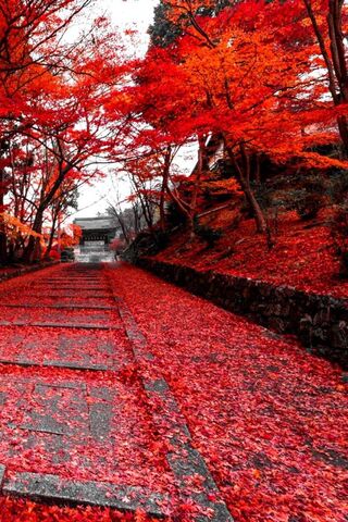 Crimson Pathway: A Jour..
