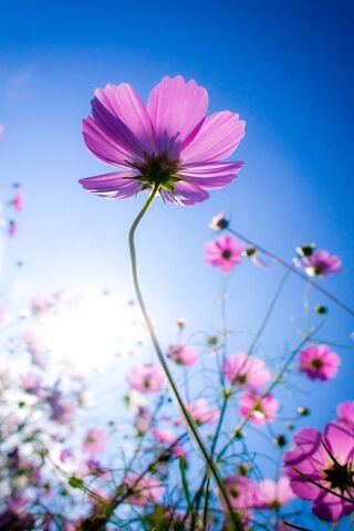 Blooming Beauty Under t..