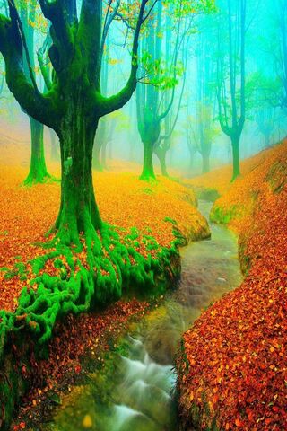 Rừng mùa thu mù sương