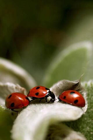 Charming Ladybugs: Nature's Little Helpers 🐞✨