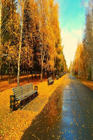 Golden Autumn