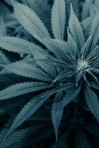 Herb of Tranquility 🌿✨