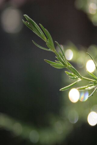 Herb of Serenity 🌿✨