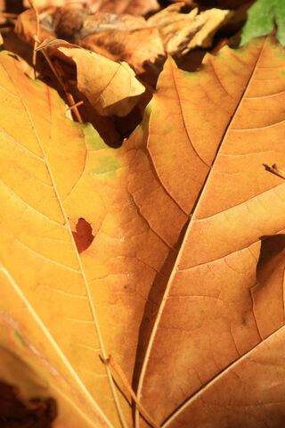 Autumn's Golden Embrace 🍂✨