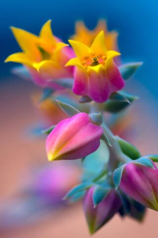 Vibrant Blooms: Nature'..