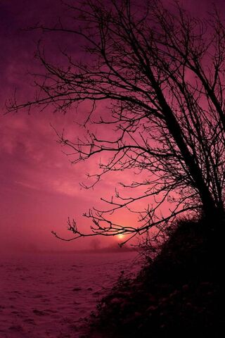 Twilight Whispers: A Night of Roses 🌹🌌