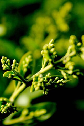 Nature's Awakening: The Beauty of Growth 🌱✨