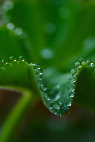 Morning Jewels: The Bea..