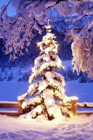 Enchanted Winter Wonderland ❄️🌲