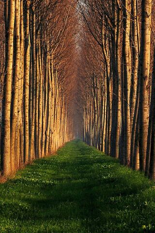 Nature's Pathway: A Journey Through Serenity 🌳✨