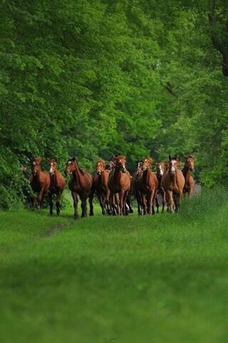 Nature Horses