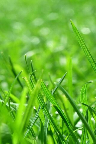 Lush Green Serenity 🌿