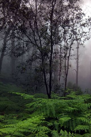 Whispers of the Enchant..