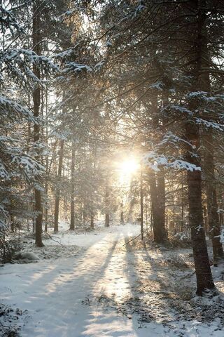 Winter's Embrace: A Ser..
