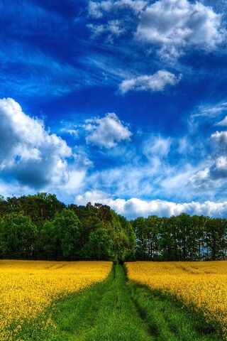 Pathway to Serenity 🌼🌤️