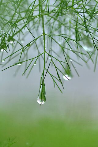 Nature's Tears: A Rainy Day Reflection 🌧️💧