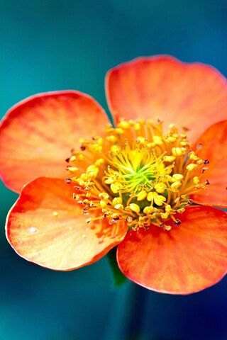 Radiant Blossom: Nature..
