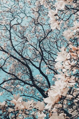 Cerezoflor: A Blossomin..