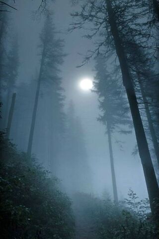 Enchanted Moonlit Mist 🌕🌲