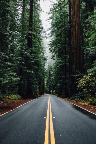 Road and Trees