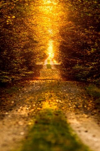 Golden Pathway of Autumn 🍂✨