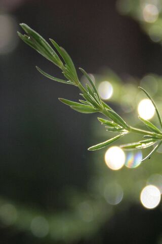 Herb's Morning Glow 🌿✨