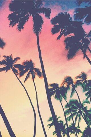 Tropical Serenity: Palm..